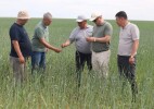 Егістік басындағы кездесу