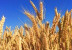 Қазақстан 11,7 млн тонна астық пен астық есебіндегі ұн экспорттады
