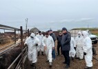 Батыс Қазақстанда ветеринариялық профилактикалық іс-шаралар барысы зерделенді