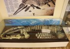 Как ученые Западного Казахстана изучают морских рептилий юрского периода