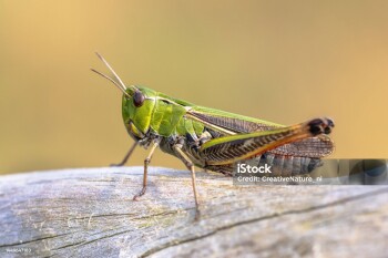 Stripe-winged grasshopper (Stenobothrus lineatus) in natural habitat on Veluwe Netherlands. Wildlife scene of nature in Europe.