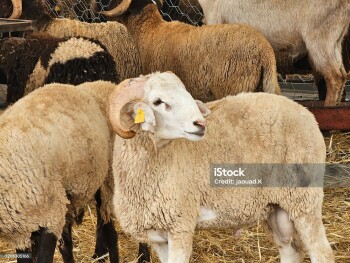 Moroccan sheep livestock for sell in a market for Eid al Adha or the Feast of Sacrifice