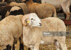 Қауіпті аурулар мен паразит жұқтыру қаупі бар: құрбандық шаларда нені ескеру керек?