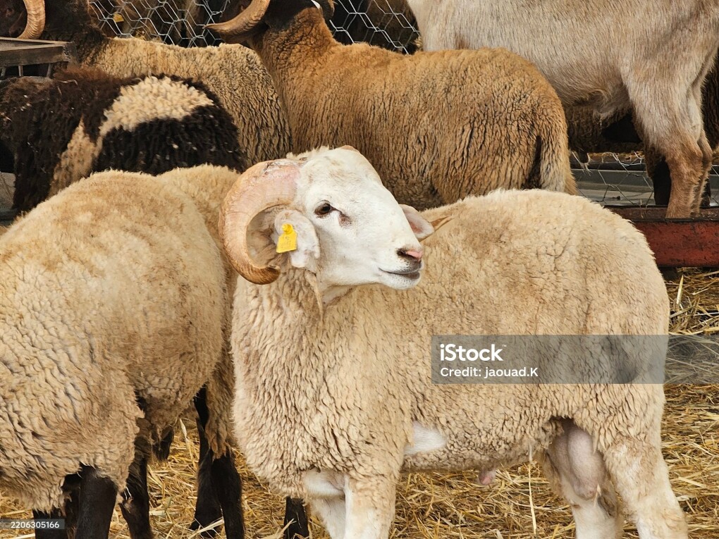 Moroccan sheep livestock for sell in a market for Eid al Adha or the Feast of Sacrifice