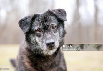A senior Chow Chow mixed breed dog with gray fur looking at the camera with a head tilt