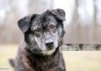 Жануарлар туралы жаңа заң: қауіпсіздік пе, әлде қосымша шығын ба?