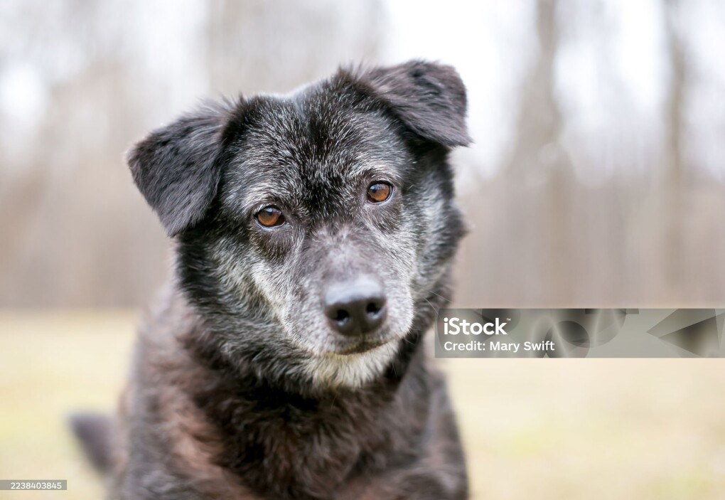 A senior Chow Chow mixed breed dog with gray fur looking at the camera with a head tilt