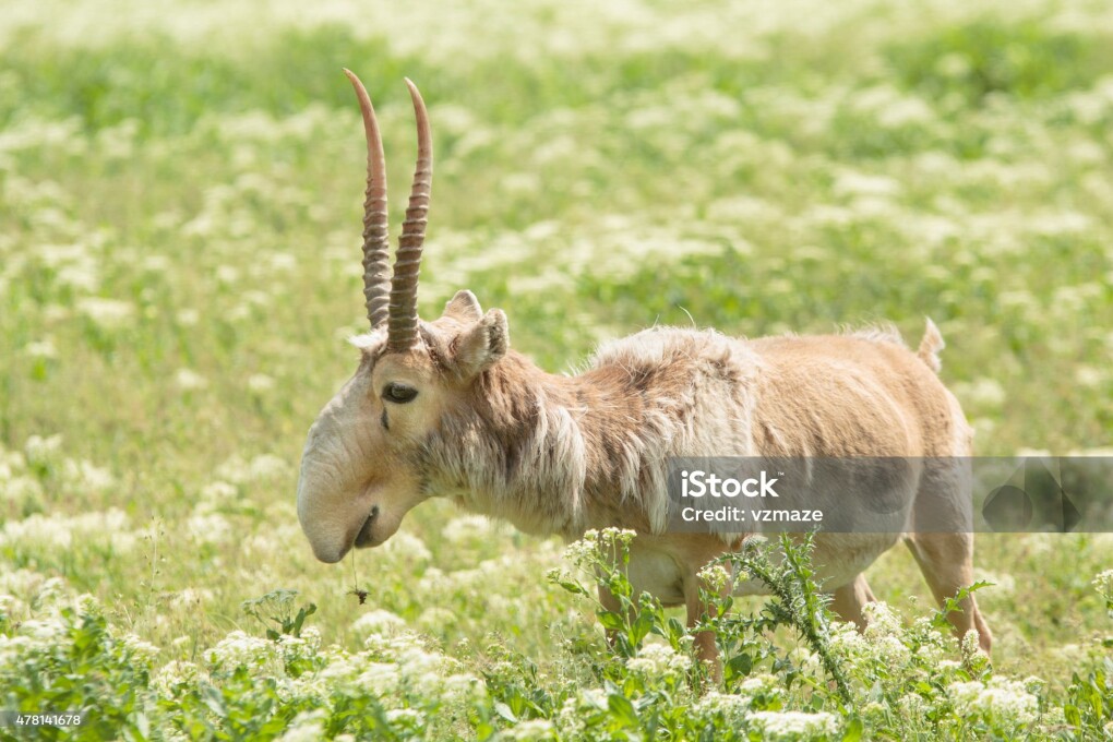 adult male saiga stands in the steppe