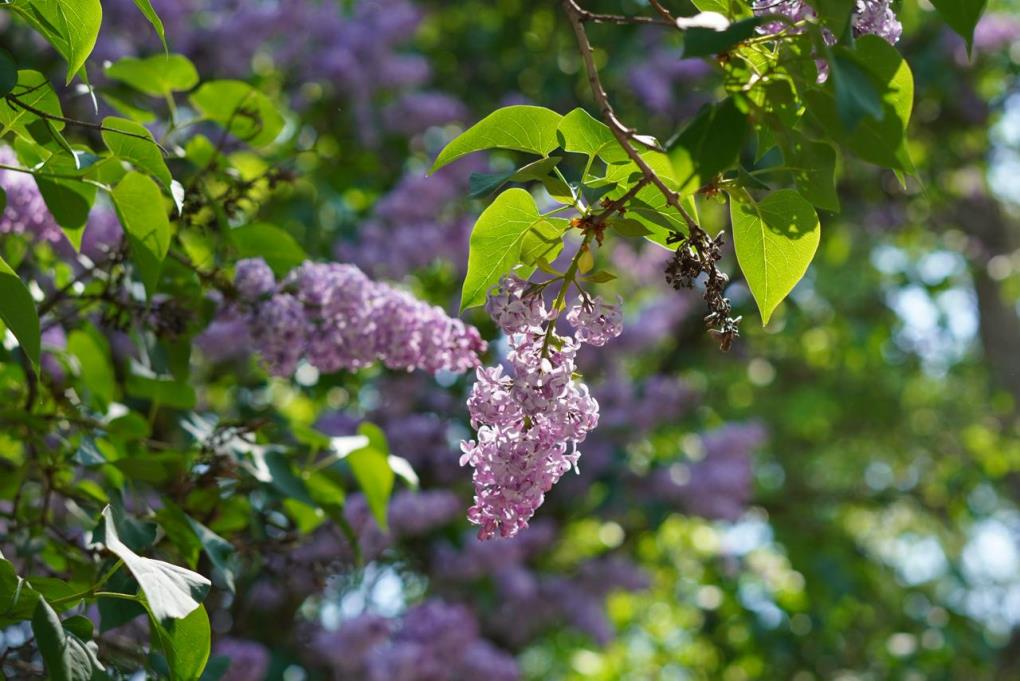 жп бүртегүл (1)