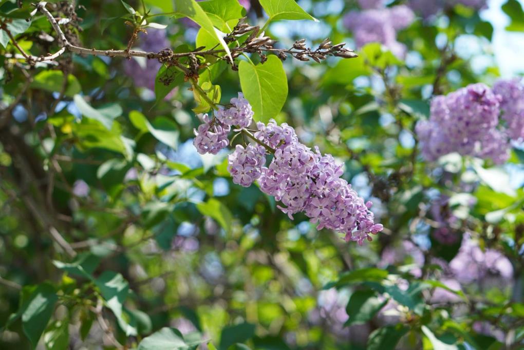 жп бүртегүл (4)