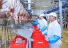 В ЗКО в прошлом году произведено 8,3 тысячи тонн мяса птицы