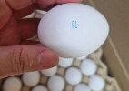 Оралда импорттық жұмыртқаны заңсыз сату деректері анықталды