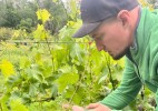 Садовод из Аксая выращивает на участке более 30 сортов винограда
