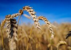Экспорт казахстанского зерна и муки превысил 12 миллион тонн