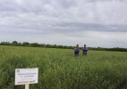 Қазақстандық ғалымдар тозған жайылымдарды қалпына келтіру технологиясын патенттеді
