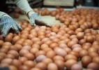 В Казахстане построят предприятие по глубокой переработке куриного яйца мощностью 1 млн яиц в сутки