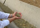 В Казахстане создали первый биокорм для повышения продуктивности верблюдиц