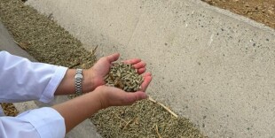 В Казахстане создали первый биокорм для повышения продуктивности верблюдиц