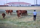 Қазталовта бағымсыз мал кесірінен жол апаты жиілеп кетті