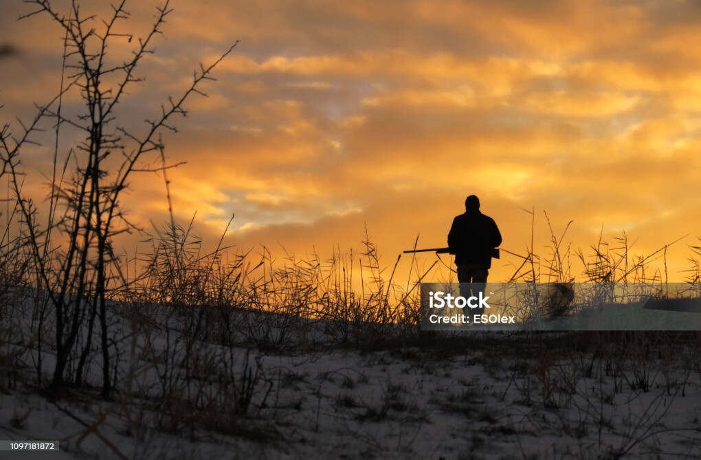 Winter hunting at sunrise. Hunter moving With Shotgun and Looking For Prey.