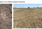 БҚО-да жердің тозуына себеп: киік пе, мал ма, әлде климат па?