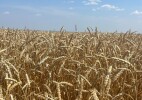 Аграрии-получатели форвардного финансирования приступили к уборке урожая