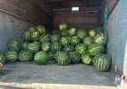 Казталов ауданы: Талдыапанда өскен қарбыз сатылымға шықты