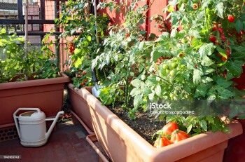 cultivation of red small Tomatoes in the pots of an urban garden on the terrace of an apartment