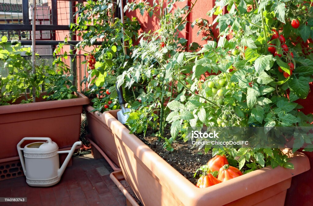 cultivation of red small Tomatoes in the pots of an urban garden on the terrace of an apartment