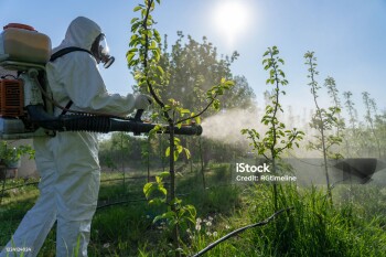 Farmer Spraying Orchard in Springtime. Farmer Sprays Trees With Toxic Pesticides or Insecticide. Man in Coveralls With Gas Mask Spraying Orchard With Atomizer Sprayer.