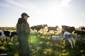 A rearview of a young male farmer wearing overalls standing next to a herd of calves