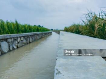 view of a small river with turbid water in the middle of the rice fields