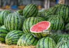 Қарбыз алуға әлі ерте ме? Министрлік қауіпсіз уақытты атады