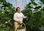 Весомые плоды тепличного бизнеса