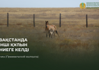 В Казахстане родился второй жеребенок Кертагы (лошади Пржевальского)