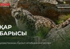 Таудың тылсым иесі – қар барысы