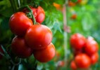 На первом этапе проекта «Ecoculture-Eurasia» произведено 2 млн кг томатов