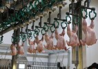 Обеспеченность Казахстана мясом птицы за пять лет выросла с 58% до 78%