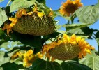 Продкорпорация увеличила финансирование масличных культур в 2,6 раза