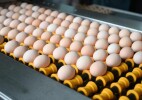 Пресечена попытка незаконного ввоза 20 тонн куриных яиц