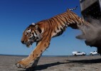 Қазақстанда 70 жылдан кейін алғаш рет жолбарыс табиғи ортасына жіберілді