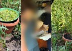 БҚО-да ауласына қарасора өсірген тұрғын ұсталды