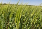 Казахстанские ученые вывели новый сорт ячменя, устойчивый к засухе и засолению почв
