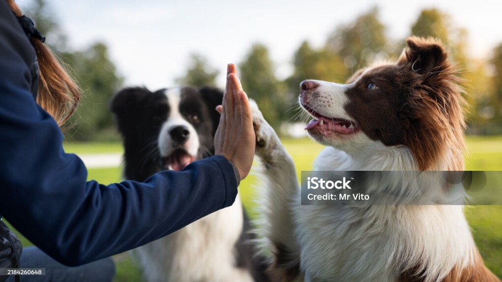 The owner is training his border collie in the park. The black older male and the younger red sister female are happily playing and attentively eager they listen to the owner's orders. Give me five.