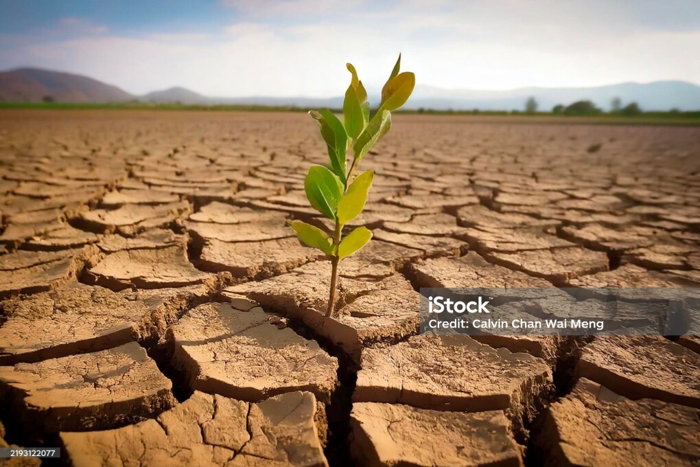 Close-up of a new shoot of plant in dry cracked clay mud in dried up lake bed / riverbed during drought in summer in hot weather temperatures
