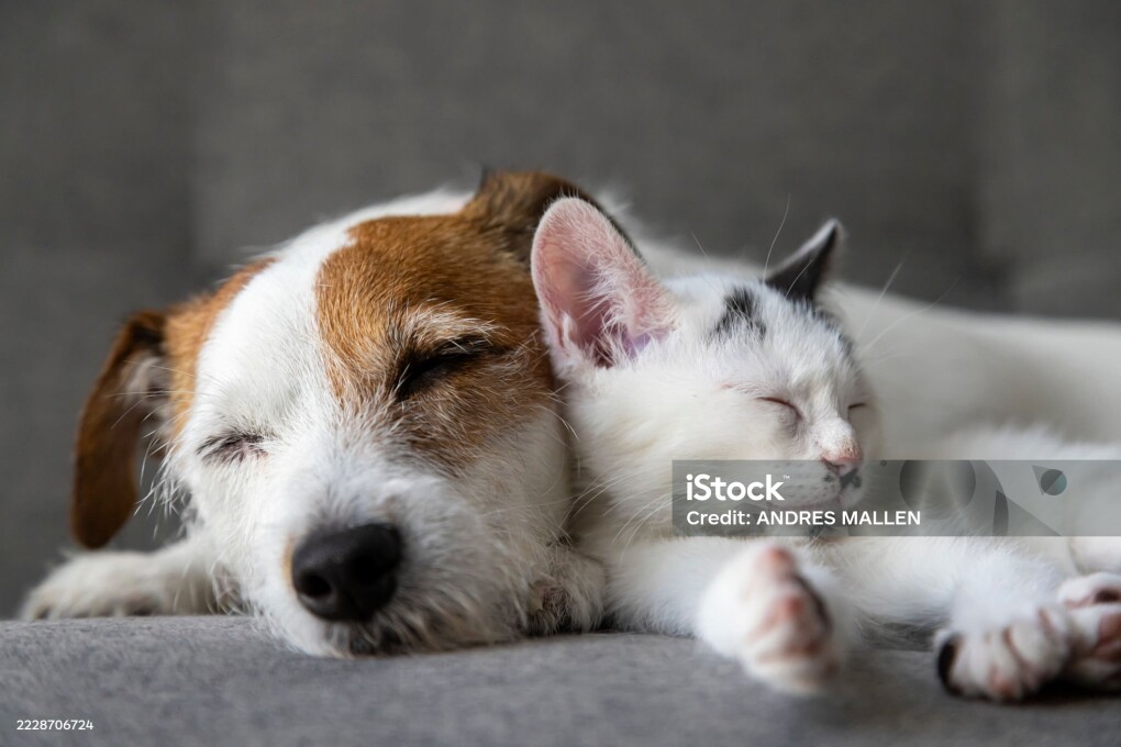 Sleeping Jack Russell Terrier and a Toxido kitten