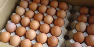 Из России в Казахстан не пустили 252 тысячи куриных яиц без документов