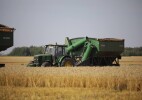 Батыс Қазақстан облысында дәнді дақылдарды жинау аяқталды