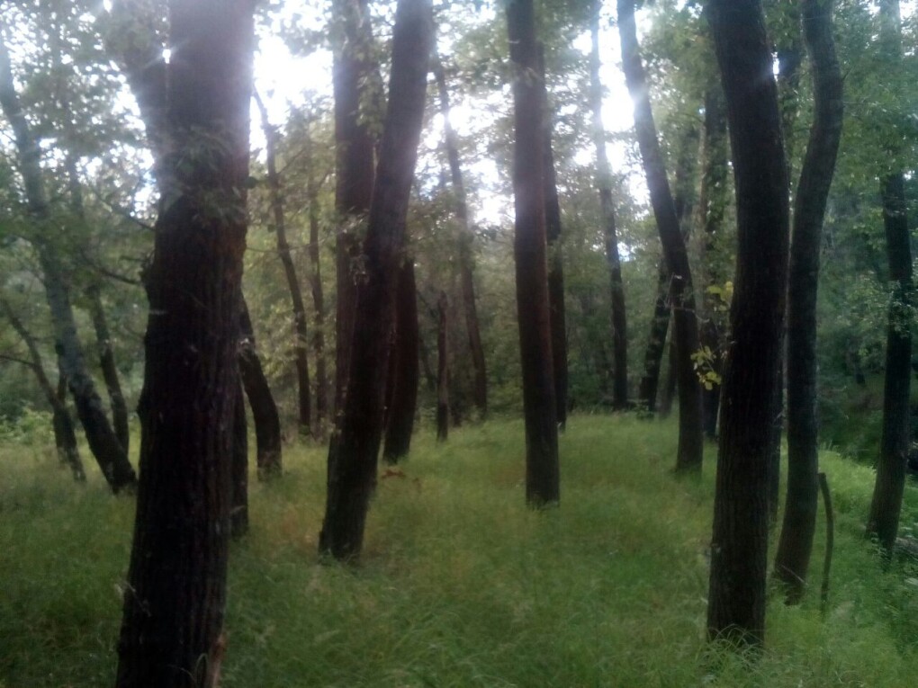 Впойменном лесу