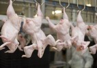 «Алатау-құс» инвестирует 6,5 млрд тенге в развитие племенной базы